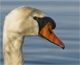 Un cygne tubercul�
