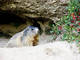 marmotte devant sont terrier