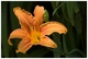 Iris orange dans mon jardin