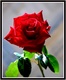 une rose pour INGRID BETANCOURT libre