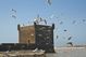 Les Oiseaux d'Essaouira
