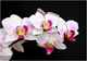 Le charme de l'orchide
