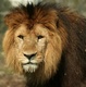 Portrait de lion