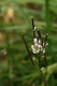 Cardamine h�riss�e