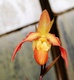 Orchid�e en sueur