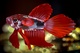 poisson rouge cristallis