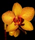 orchid�e