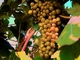 GRAPPE� de RAISIN...