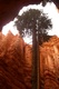 Sequoia