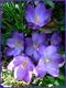 Essai  Crocus 
