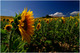 Valensole, les tournesols