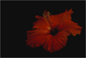 Hibiscus.