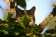 le chat du jardin d'�den