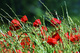 coquelicot