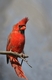 Le cardinal