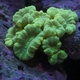 Corail - Caulastrea vert fluo