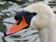 Portrait de Cygne