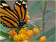 Papillonner sur un lantana................