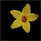 Bidens �toil�