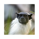 Tamarin Bicolore.
