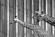 Girafes