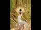 Grue couronn�e