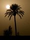 Palm of Marrakech
