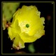 Fleur de cactus flower