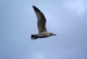premier essai d'un goeland au vol