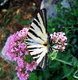 Farfalla I