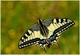 Machaon, le voilier des airs.