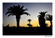 Coucher de soleil sur les palmiers