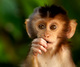 pig tailed  macaque  - Borno