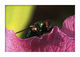  Portrait de mouche 