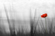 coquelicot