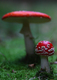Amanita muscaria