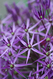 Allium