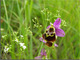 Ophrys du Gr�sivaudan.