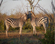 Z�bres au Kruger