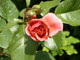 rose d'�t�