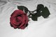 Rose de Valentine