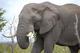 El�phant au parc Kruger
