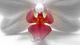Phalaenopsis