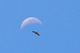 le vautour et la lune