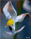 Jewel Orchid 2