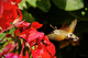 sphinx colibri