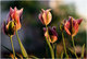 Tulipes au soleil levant