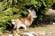 Petit mouflon