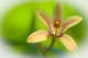 Rve d'orchide