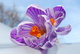 crocus